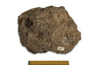 F 00863
<br/>
<br/>
<em></em>